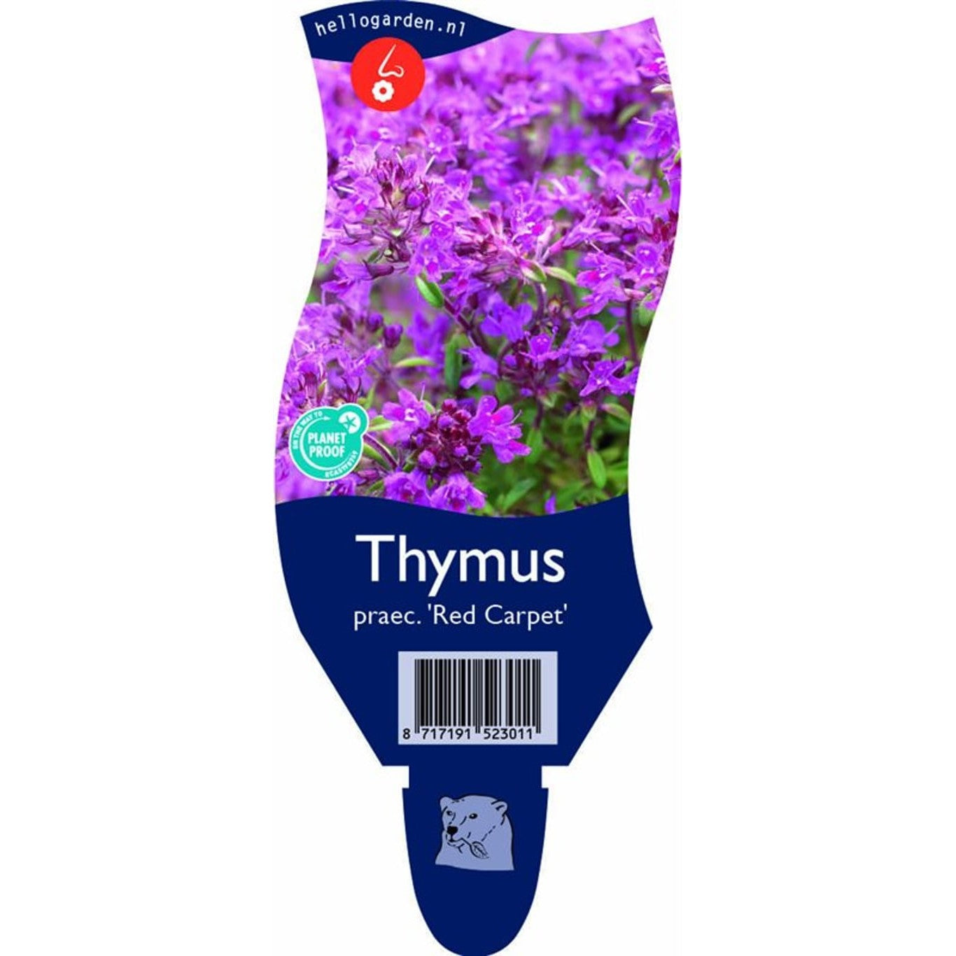 Backtimjan – Thymus praecox 'Red Carpet' - P11